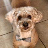 Entry image for Scruffy