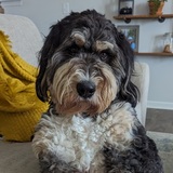 Entry image for Brewer