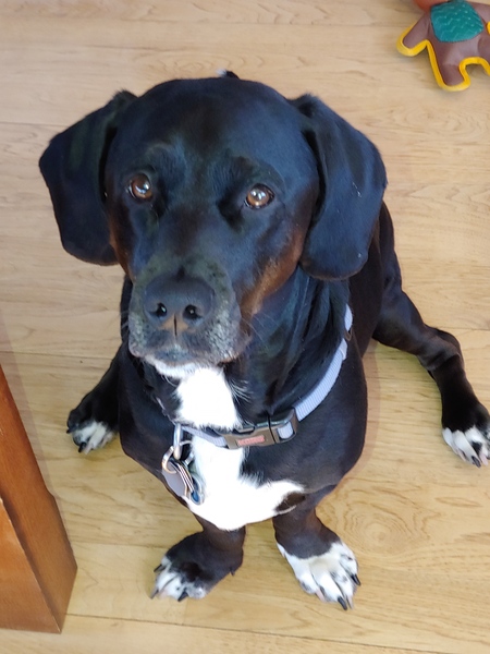 Entry image for Miles. Clicking this image will show a larger photo