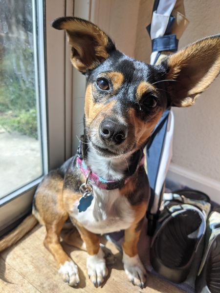 Entry image for Olive. Clicking this image will show a larger photo