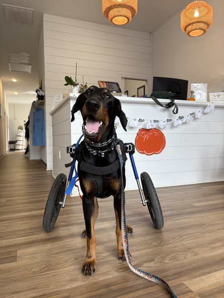 Entry image for Ralphiie . Clicking this image will show a larger photo