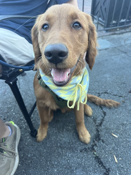 Entry image for Finn. Clicking this image will show a larger photo