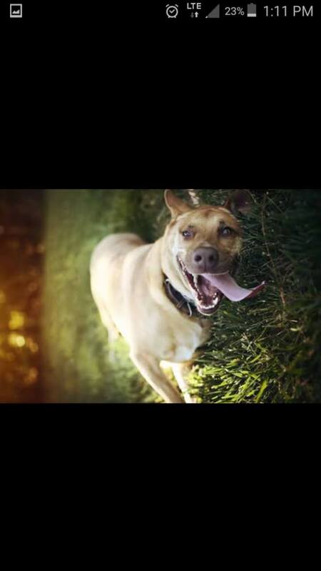 Entry image for Sadie. Clicking this image will show a larger photo