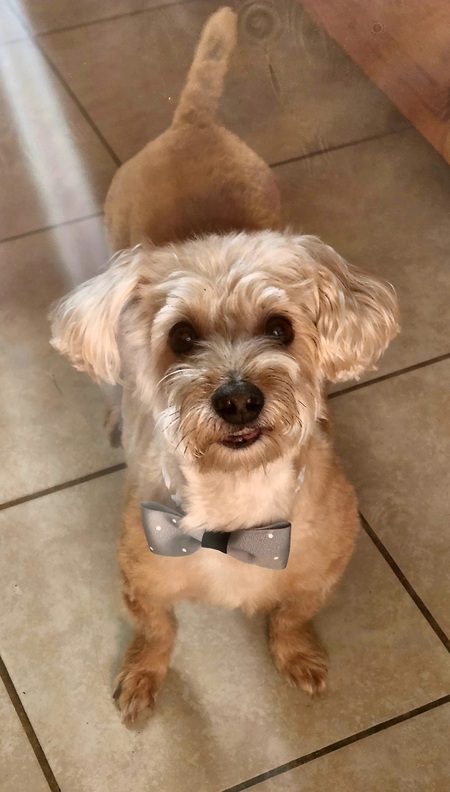 Entry image for Scruffy. Clicking this image will show a larger photo