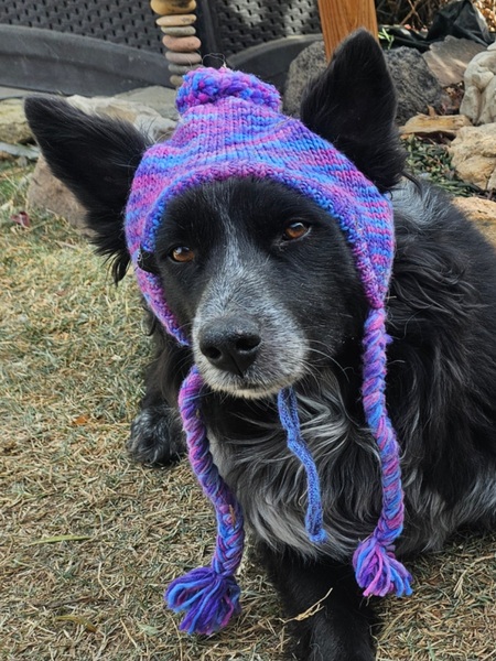 Entry image for Shae . Clicking this image will show a larger photo