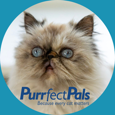 Logo for The Average Joe Calendar Photo Contest