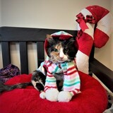 Entry image for Lina