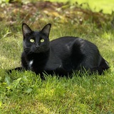 Entry image for Pepa