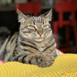 Entry image for Taika