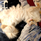 Entry image for Marvin the Marshmallow