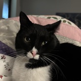 Entry image for Ross