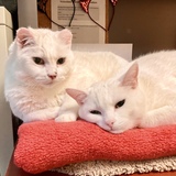 Entry image for Daisy & Lily: Mom & Daughter Goals