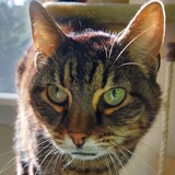 Entry image for Wilson 