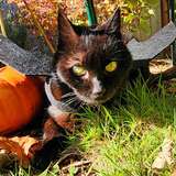 Entry image for Slim