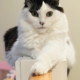 Entry image for Kyle