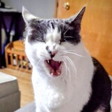 Entry image for Smokey