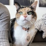 Entry image for Tyrannosaurus Kitty 