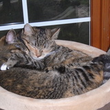 Entry image for Freya and Sierra