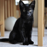 Entry image for Mowgli