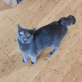 Entry image for Moonlight