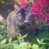 Entry image for Lilipie