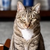 Entry image for Vegas