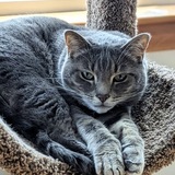 Entry image for Reno