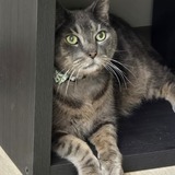 Entry image for T-Rex "Rex"