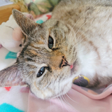 Entry image for Emmylou