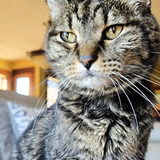 Entry image for Lissa