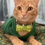 Entry image for Herman the Lucky