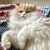 Entry image for Felix