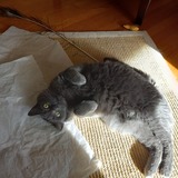 Entry image for Gracie