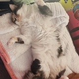 Entry image for Kitty