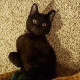 Entry image for Kiki
