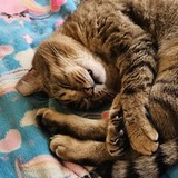 Entry image for Buddy