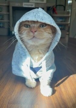 Entry image for Shaker. Clicking this image will show a larger photo