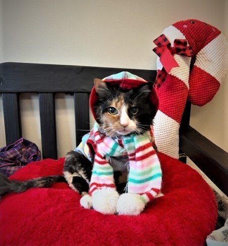 Entry image for Lina. Clicking this image will show a larger photo