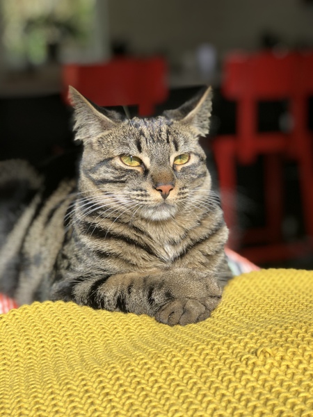 Entry image for Taika. Clicking this image will show a larger photo