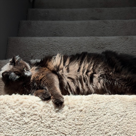 Entry image for Jack. Clicking this image will show a larger photo