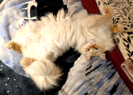 Entry image for Marvin the Marshmallow. Clicking this image will show a larger photo