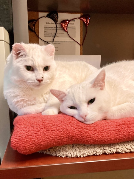 Entry image for Daisy & Lily: Mom & Daughter Goals. Clicking this image will show a larger photo