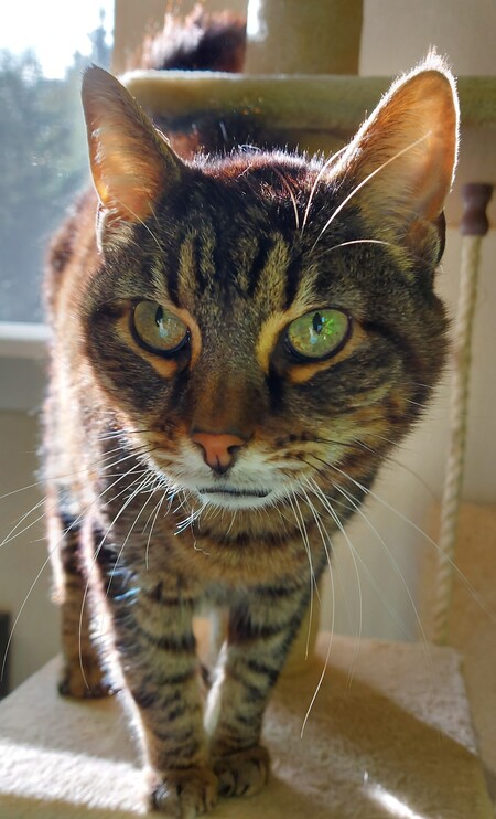 Entry image for Wilson . Clicking this image will show a larger photo