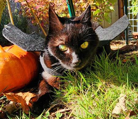 Entry image for Slim. Clicking this image will show a larger photo