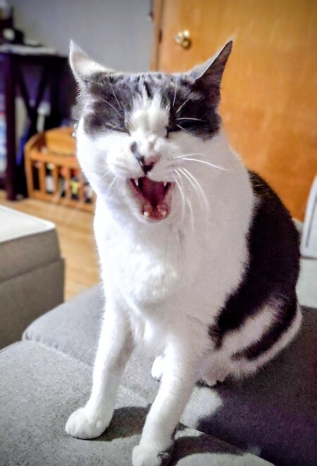 Entry image for Smokey. Clicking this image will show a larger photo