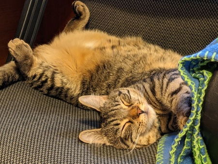 Entry image for Autumn Dot. Clicking this image will show a larger photo