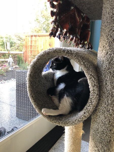 Entry image for Sherm . Clicking this image will show a larger photo