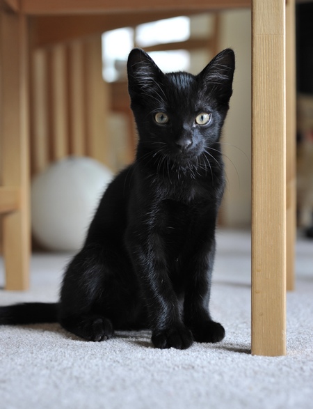 Entry image for Mowgli. Clicking this image will show a larger photo