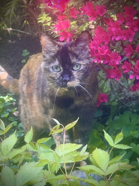 Entry image for Lilipie. Clicking this image will show a larger photo