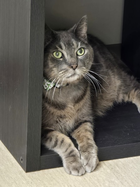 Entry image for T-Rex "Rex". Clicking this image will show a larger photo